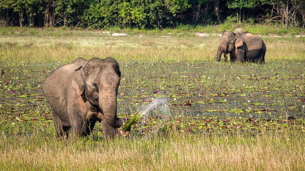 22 Day Sri Lanka in Depth with Maldive Dhoni Cruise (Horton Plains) (Explore)
