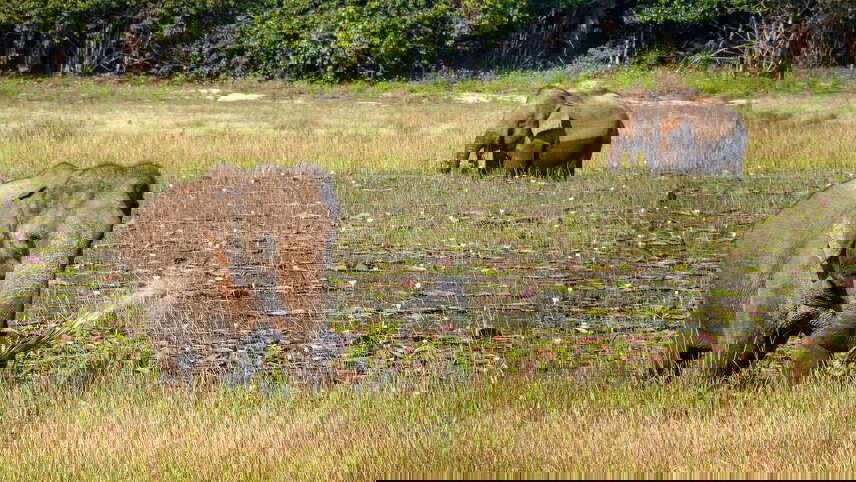 Sri Lanka in Depth with Maldive Dhoni Cruise (Horton Plains)