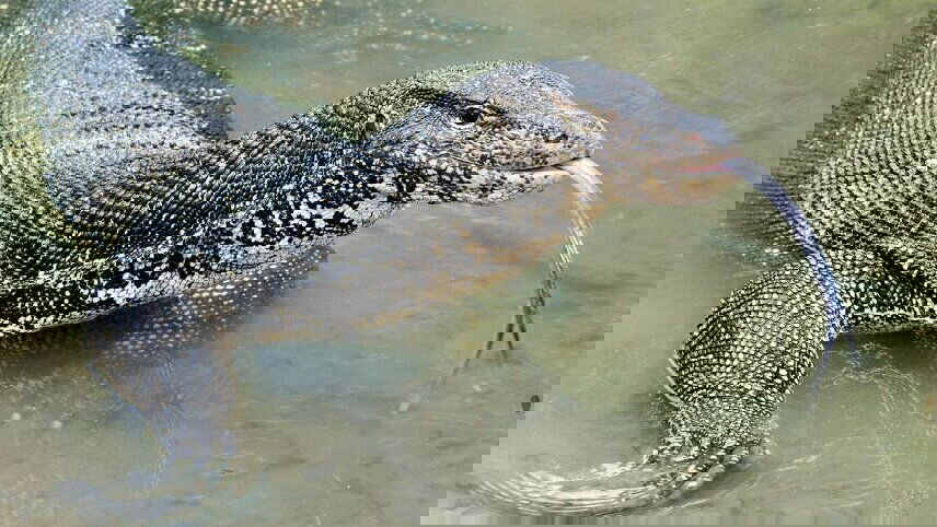 Sri Lanka in Depth with Maldive Dhoni Cruise (Adams Peak)