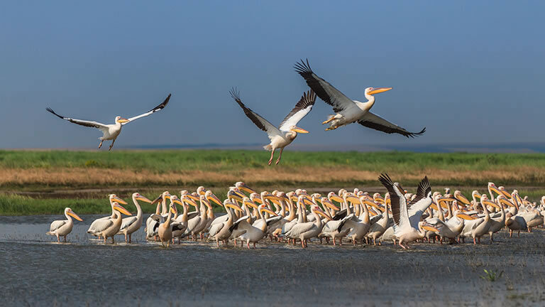 Best of Romania & the Danube Delta