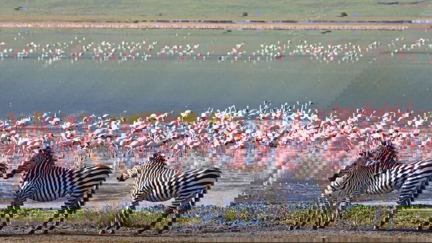 Serengeti Wildlife Experience