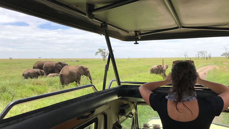 Serengeti Wildlife Experience