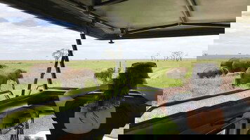 8 Day Serengeti Wildlife Experience (Explore)