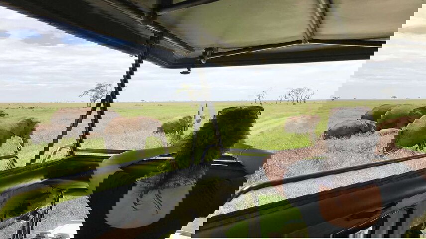 Serengeti Wildlife Experience