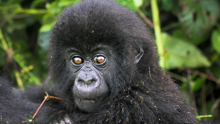Uganda Gorilla & Chimp Safari