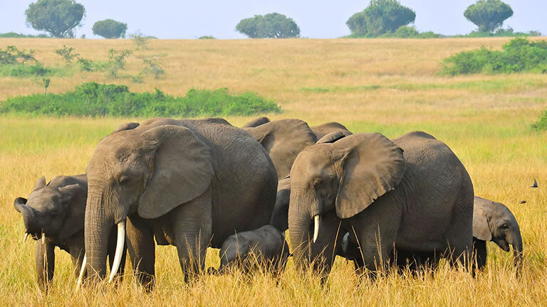 Uganda Gorilla & Chimp Safari