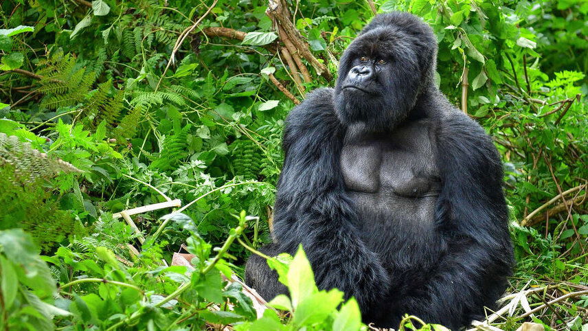 Uganda & Rwanda Gorilla Discovery