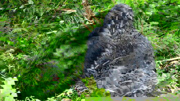 10 Day Uganda & Rwanda Gorilla Discovery (Explore)