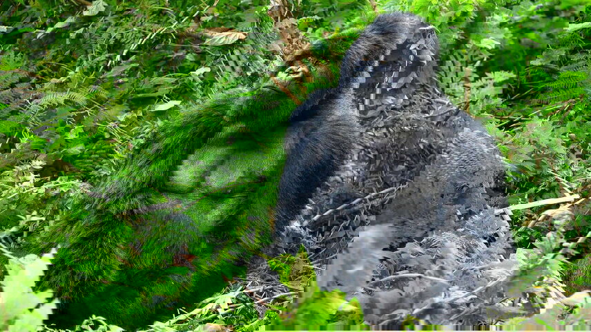 Uganda & Rwanda Gorilla Discovery