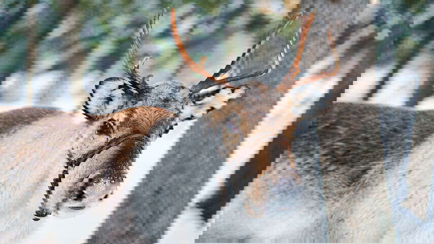 Finnish Lapland Winter Adventure