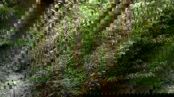 12 Day Walk Japan - Kumano Kodo Trail (Explore)