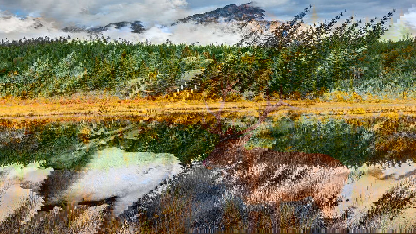 Walking in the Canadian Rockies