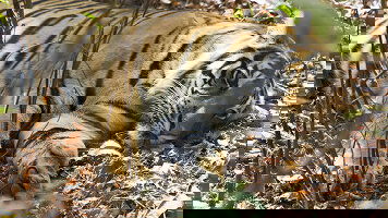 15 Day India Tiger Safari (Explore)