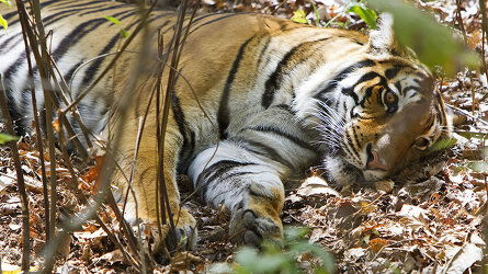 15 Day India Tiger Safari (Explore)