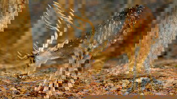 15 Day India Tiger Safari (Explore)