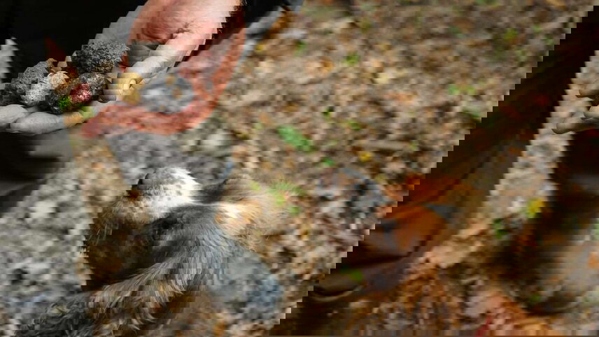 A Taste of Southern France - Bordeaux to Toulouse