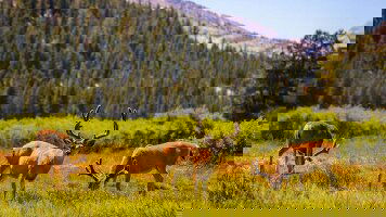 14 Day Western USA National Parks Explorer (Explore)