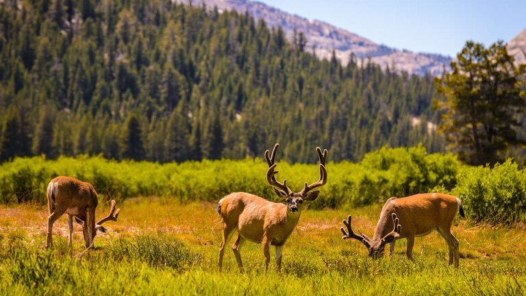 Western USA National Parks Explorer (Spring - Autumn)
