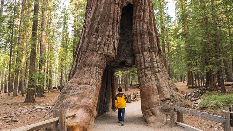 Western USA National Parks Explorer (Summer)
