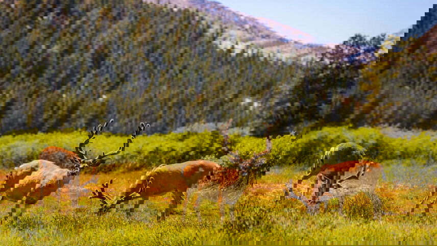 Western USA National Parks Explorer (Summer)