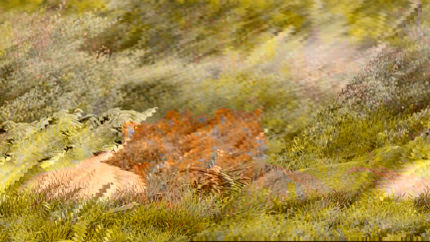 South Africa & Eswatini