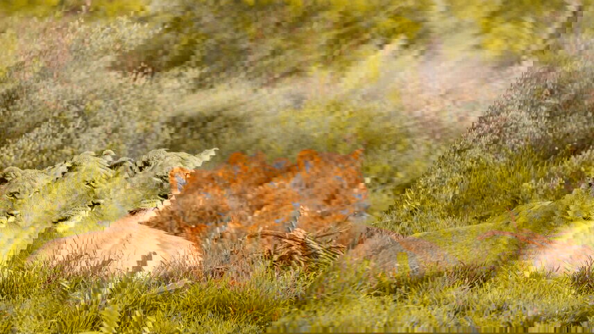 Kruger, Eswatini & South Africa's Garden Route