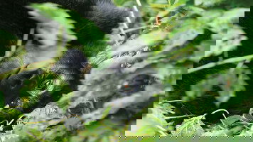 Explore Worldwide Wildlife Tours