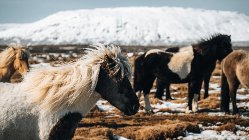Icelandic Lights
