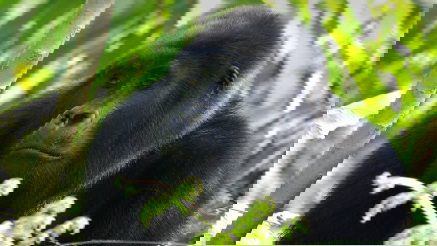 Ultimate East Africa: Mountains & the Masai Mara