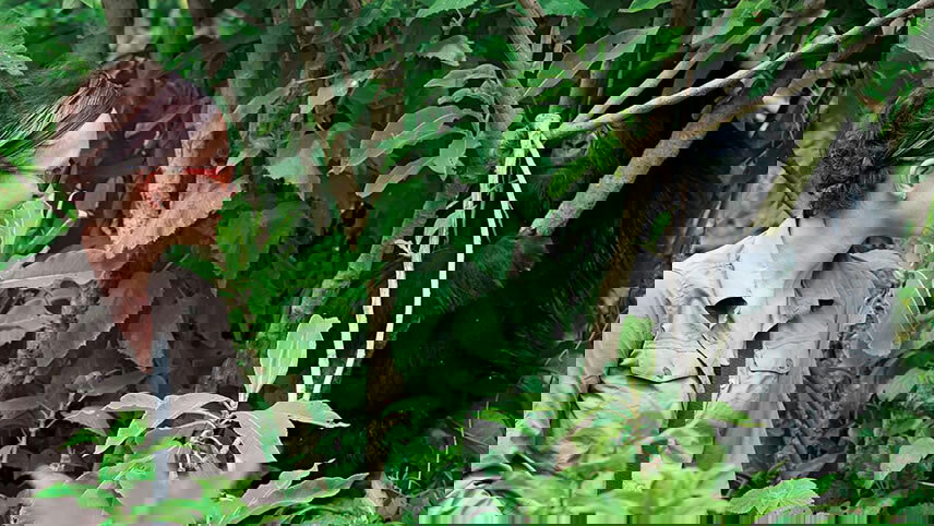 Kenya & Uganda Gorilla Overland: Forests & Wildlife Spotting