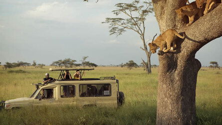 <a class="u-link fw-600" href="/tours/africa/trips">Safari in Africa</a>