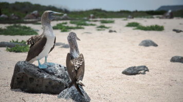 10 Day Galápagos - North, Central, & South Islands aboard the Eden (G Adventures)