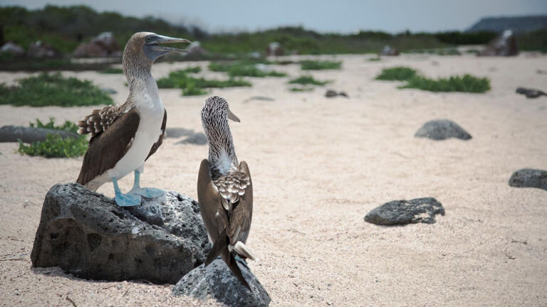 Galápagos - East, Central, & West Islands aboard the Eden