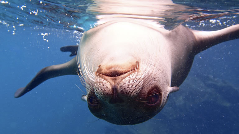 Galápagos - West & Central Islands aboard the Reina Silvia Voyager (Cruise Only)