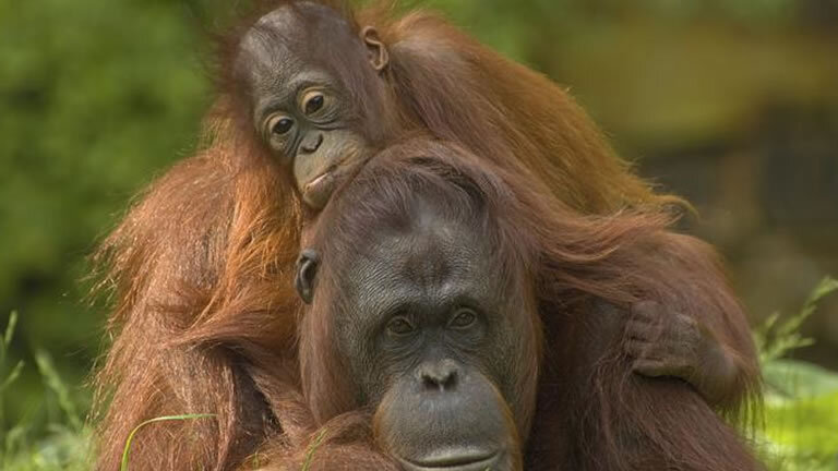 Highlights of Sabah & Mt Kinabalu