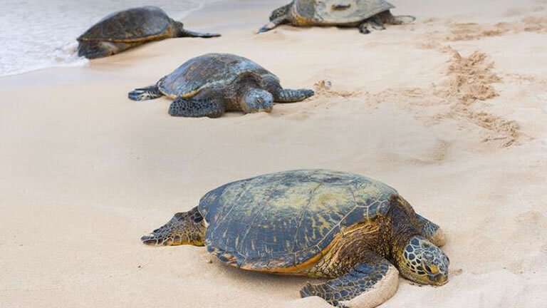 Borneo – East Sabah Adventure