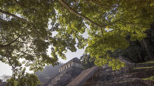 Picture Perfect Palenque