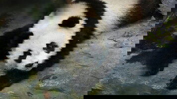 10 Day Signature: Southwest China from Shangri-La to Shanghai (G Adventures)