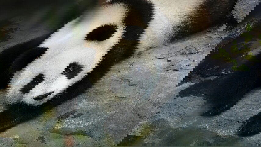 Signature: Southwest China from Shangri-La to Shanghai