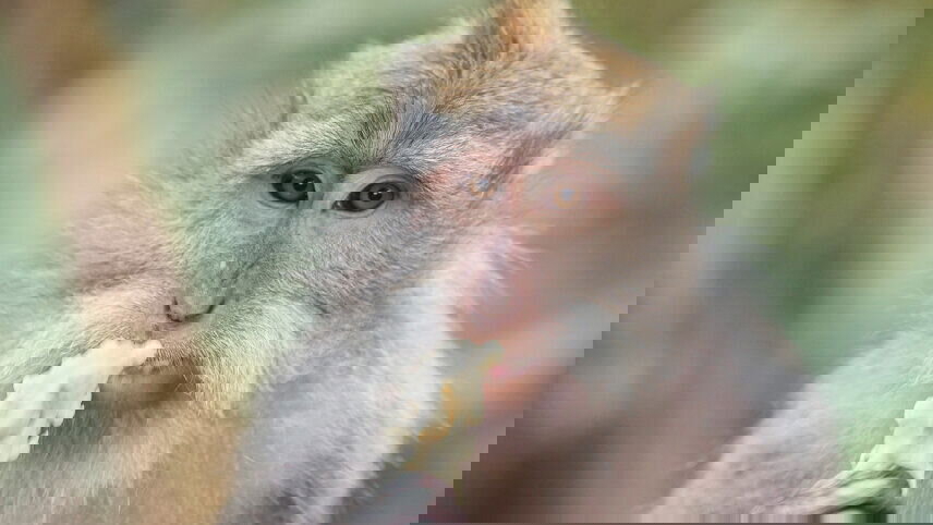 Epic Archipelago Adventure: Sumatra to Flores in 30 Days