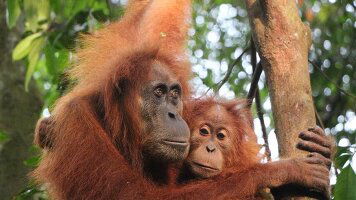 7 Day Highlights of Sumatra (G Adventures)