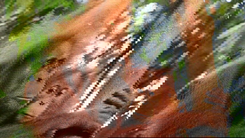 Highlights of Sumatra