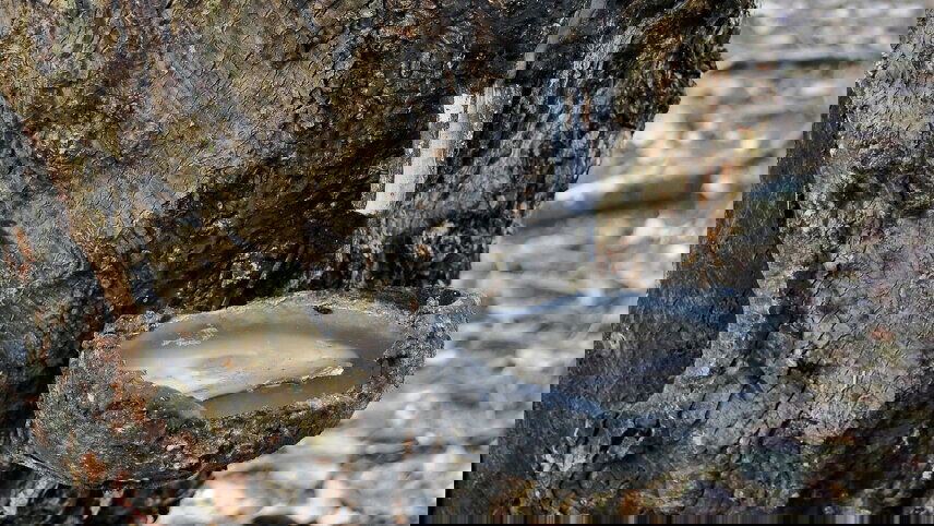 Highlights of Sumatra