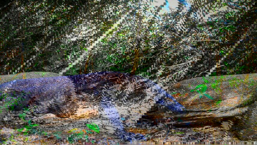 Indonesia: Bali & Komodo Island