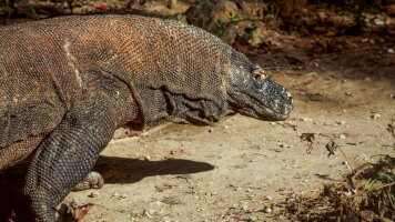 21 Day Indonesia: Java, Bali & Komodo Island (G Adventures)