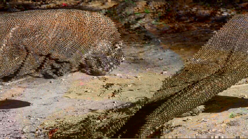 Indonesia: Java, Bali & Komodo Island