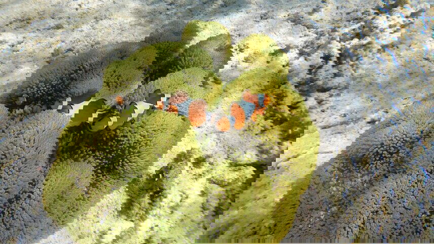 Classic Bali & Komodo Island