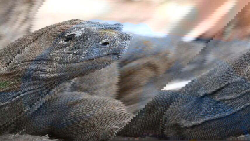 Bali and Komodo: Dragons, Rice Terraces & Cultural Ceremonies