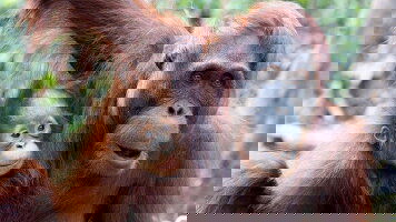 7 Day Indonesia: Borneo Orangutans of Tanjung Puting National Park (G Adventures)