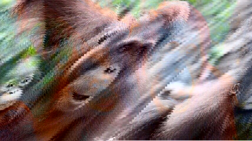Indonesia: Borneo Orangutans of Tanjung Puting National Park